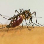 virus-da-chikungunya-afeta-criancas-e-adolescentes-e-deixa-sequelas