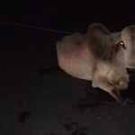 motociclista-morre-apos-colidir-com-vaca-na-ba-679-em-nova-vicosa