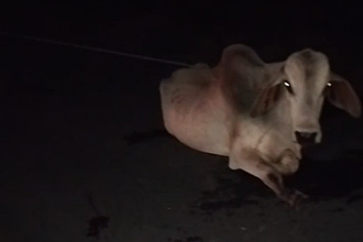 motociclista-morre-apos-colidir-com-vaca-na-ba-679-em-nova-vicosa