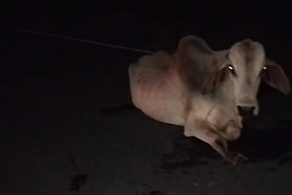 motociclista-morre-apos-colidir-com-vaca-na-ba-679-em-nova-vicosa