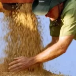 brasil-aumenta-exportacao-de-soja-para-a-china,-ocupando-lugar-dos-eua