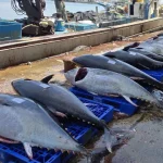 producao-mundial-de-peixe-atinge-maximo-de-235-milhoes-de-toneladas