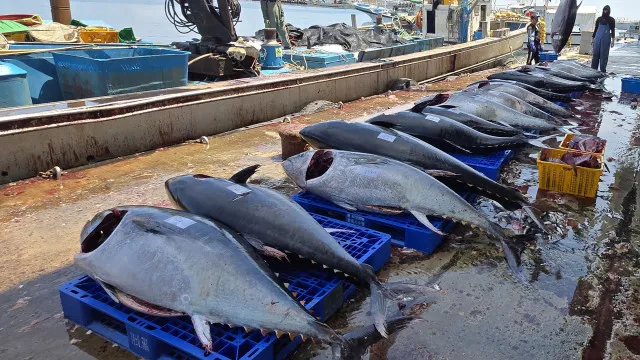 producao-mundial-de-peixe-atinge-maximo-de-235-milhoes-de-toneladas