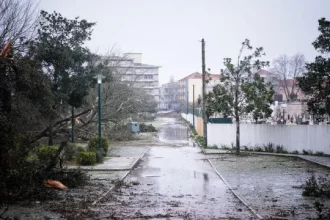 psd-faz-propostas-sobre-floresta-de-leiria,-ps-fala-em-desconhecimento