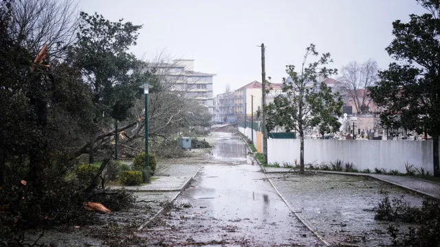 psd-faz-propostas-sobre-floresta-de-leiria,-ps-fala-em-desconhecimento