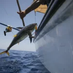 quinze-paises-adotam-declaracao-para-reforcar-combate-a-pesca-ilegal
