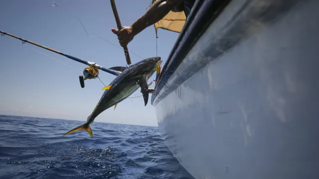 quinze-paises-adotam-declaracao-para-reforcar-combate-a-pesca-ilegal
