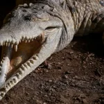 menino-de-3-anos-ferido-apos-cair-em-recinto-de-crocodilos.-homem-detido