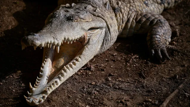 menino-de-3-anos-ferido-apos-cair-em-recinto-de-crocodilos.-homem-detido
