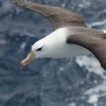 reduzir-morte-de-albatrozes-implica-mudancas-na-pesca-em-alto-mar
