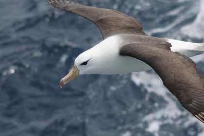reduzir-morte-de-albatrozes-implica-mudancas-na-pesca-em-alto-mar