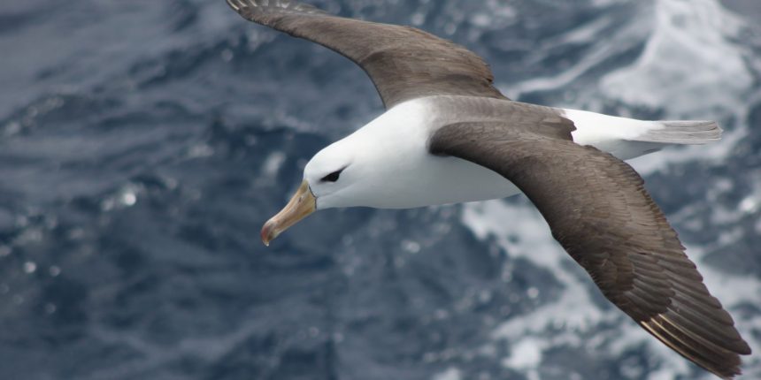 reduzir-morte-de-albatrozes-implica-mudancas-na-pesca-em-alto-mar