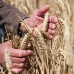agricultores-portugueses-vao-receber-mais-30-milhoes,-anuncia-o-governo