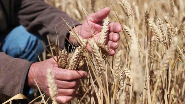 agricultores-portugueses-vao-receber-mais-30-milhoes,-anuncia-o-governo