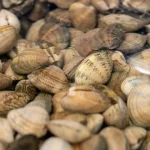 triagem-de-bivalves-passa-a-ser-permitida-a-bordo-logo-apos-colheita