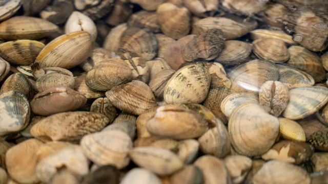 triagem-de-bivalves-passa-a-ser-permitida-a-bordo-logo-apos-colheita