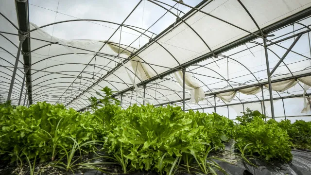 bruxelas-da-‘luz-verde’-a-30-milhoes-para-agricultores-portugueses