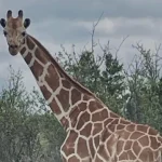 autoridades-procuram-por-gracie,-a-girafa-que-escapou-de-rancho-no-texas