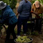 viticultores-obrigados-a-dar-declaracao-de-colheita-ate-31-de-outubro
