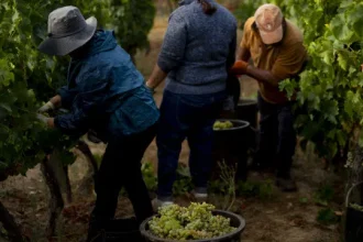 viticultores-obrigados-a-dar-declaracao-de-colheita-ate-31-de-outubro