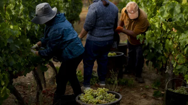 viticultores-obrigados-a-dar-declaracao-de-colheita-ate-31-de-outubro