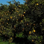 roubo-de-laranja-algarvia-nos-campos-deixa-citricultores-preocupados