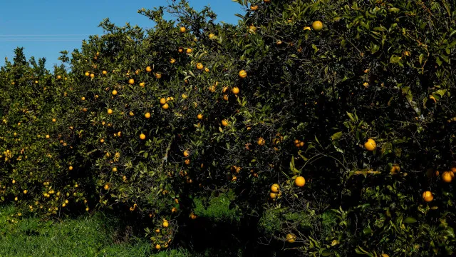 roubo-de-laranja-algarvia-nos-campos-deixa-citricultores-preocupados