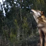 governo-reforca-compensacoes-a-produtores-apos-ataques-de-lobo-iberico