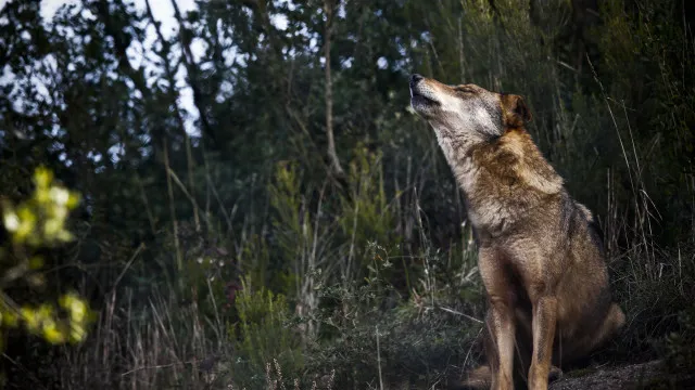 governo-reforca-compensacoes-a-produtores-apos-ataques-de-lobo-iberico