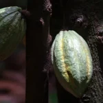 cacau-sobe-para-novo-maximo-desde-janeiro