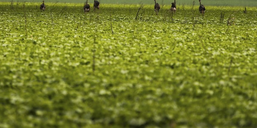 cmn-passa-a-exigir-fotos-com-localizacao-comprovada-em-seguro-rural