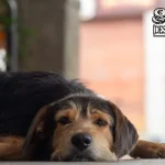 se-o-meu-cao-ficar-doente,-posso-faltar-ao-trabalho?-o-dia-e-pago?