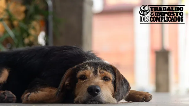 se-o-meu-cao-ficar-doente,-posso-faltar-ao-trabalho?-o-dia-e-pago?