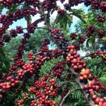 exigencias-regulatorias-da-ue-podem-embarreirar-pequenos-cafeicultores