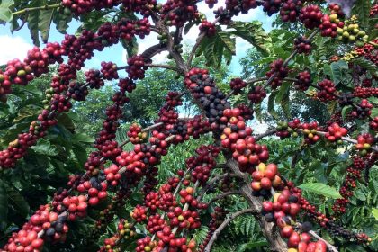exigencias-regulatorias-da-ue-podem-embarreirar-pequenos-cafeicultores