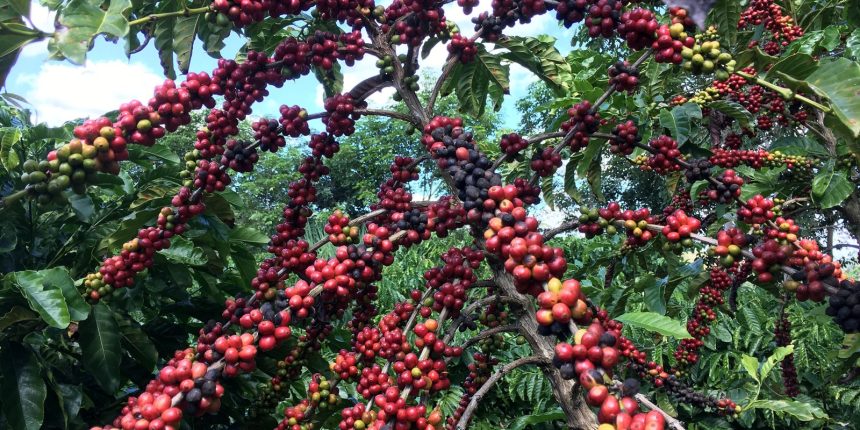 exigencias-regulatorias-da-ue-podem-embarreirar-pequenos-cafeicultores