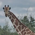 encontrada-girafa-gracie-que-se-tinha-perdido-num-rancho-no-texas