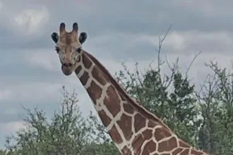 encontrada-girafa-gracie-que-se-tinha-perdido-num-rancho-no-texas