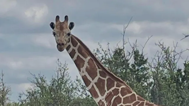 encontrada-girafa-gracie-que-se-tinha-perdido-num-rancho-no-texas