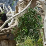 primeiros-pandas-nascidos-em-macau-deixam-a-regiao-em-outubro