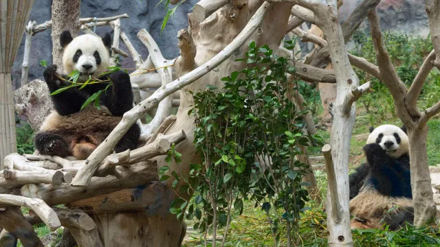 primeiros-pandas-nascidos-em-macau-deixam-a-regiao-em-outubro