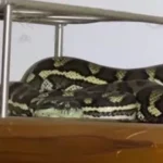 piton-e-aranha-no-mesmo-quarto?-este-“pesadelo”-aconteceu-na-australia