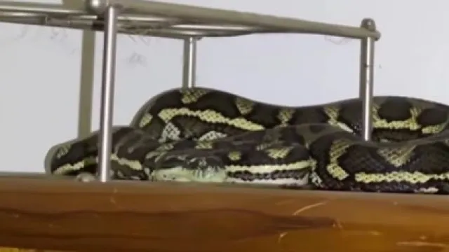 piton-e-aranha-no-mesmo-quarto?-este-“pesadelo”-aconteceu-na-australia