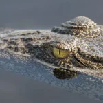 homem-morto-por-crocodilo-em-praia-no-mexico.-estava-de-ferias-com-amigos