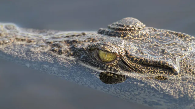 homem-morto-por-crocodilo-em-praia-no-mexico.-estava-de-ferias-com-amigos