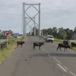 mocambique-quer-reabilitar-e-construir-mais-de-3.500-km-de-estradas