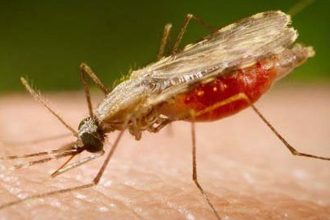 cientistas-da-fiocruz-podem-produzir-vacina-completa-contra-a-malaria