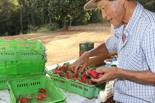 finep-vai-pagar-r$-220-milhoes-para-inovacoes-em-agricultura-familiar 