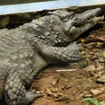 menino-atacado-por-crocodilo-passou-por-5-cirurgias-e-precisa-de-mais