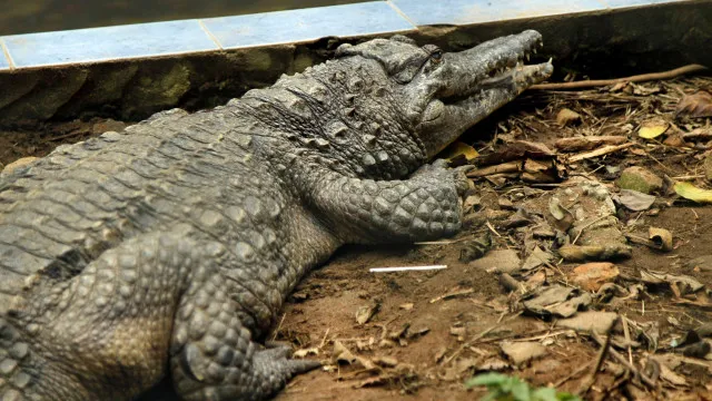 menino-atacado-por-crocodilo-passou-por-5-cirurgias-e-precisa-de-mais